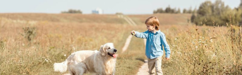 adorable little kid in field playing with golden retriever on road in field